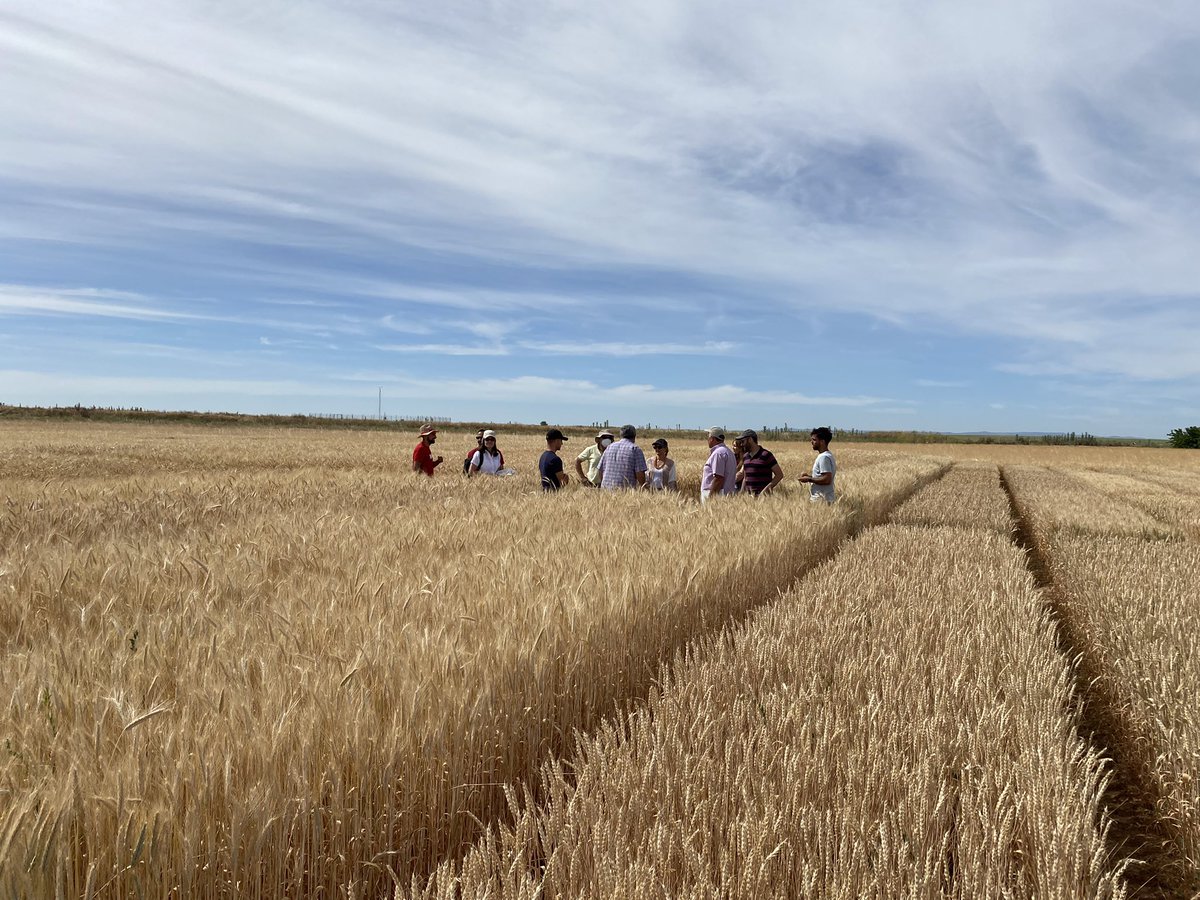 SolisMIgnacio's tweet photo. Visita a los ensayos oficiales de registro de la OEVV en ITAP (Albacete). Excelente calidad en el trabajo realizado, tanto en regadío como en secano. https://t.co/GjJB2u3KUF