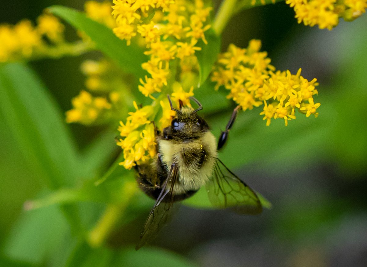 CVC_CA's tweet photo. Happy #InsectAppreciationDay! 🐛 🐜 🐞 🦋 Insects are an integral part of our ecosystem. Our food supply depends on the well-being of bugs.
#DYK the value of pollination on its own has been estimated at $235–577 billion per year worldwide? Thank you bugs for all your hard work! https://t.co/6PT5zGCukg