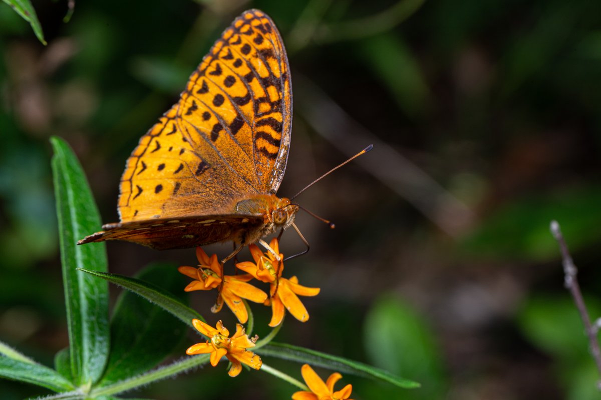 CVC_CA's tweet photo. Happy #InsectAppreciationDay! 🐛 🐜 🐞 🦋 Insects are an integral part of our ecosystem. Our food supply depends on the well-being of bugs.
#DYK the value of pollination on its own has been estimated at $235–577 billion per year worldwide? Thank you bugs for all your hard work! https://t.co/6PT5zGCukg