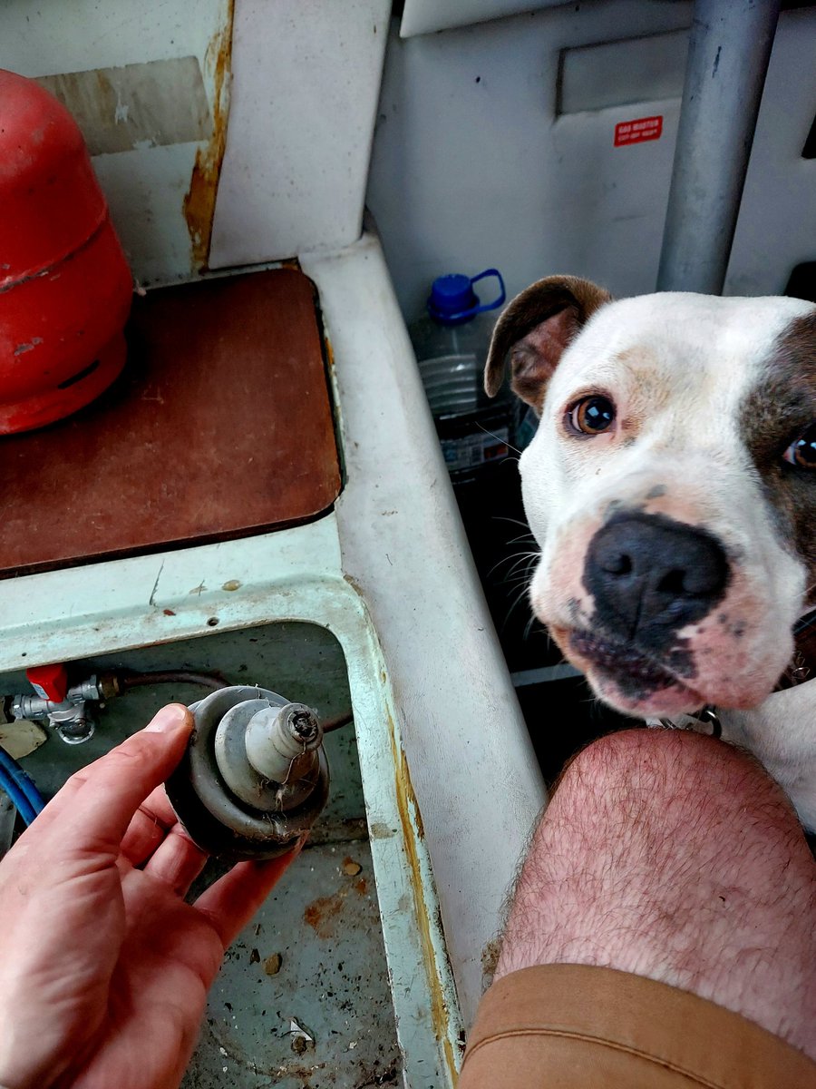 TrimworksDesign's tweet photo. Dog's not sure about this boat lark. https://t.co/q3H5t3waPl