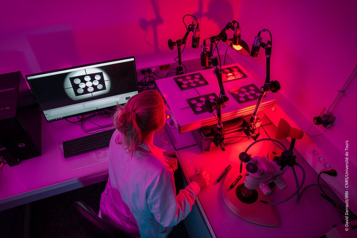 #JeudiPhoto 📷| 🔬Zoom sur le pince-oreille ! À l’<a href="/IRBI_Tours/">IRBI</a>, un dispositif expérimental filme et analyse les comportements du forficule européen en condition infrarouge. 

Intrigué ? ➡️#microscoop p.7/13 : …tre-limousin-poitou-charentes.cnrs.fr/sites/delegati…

@INEE_CNRS @UnivTours #biologie #insecte