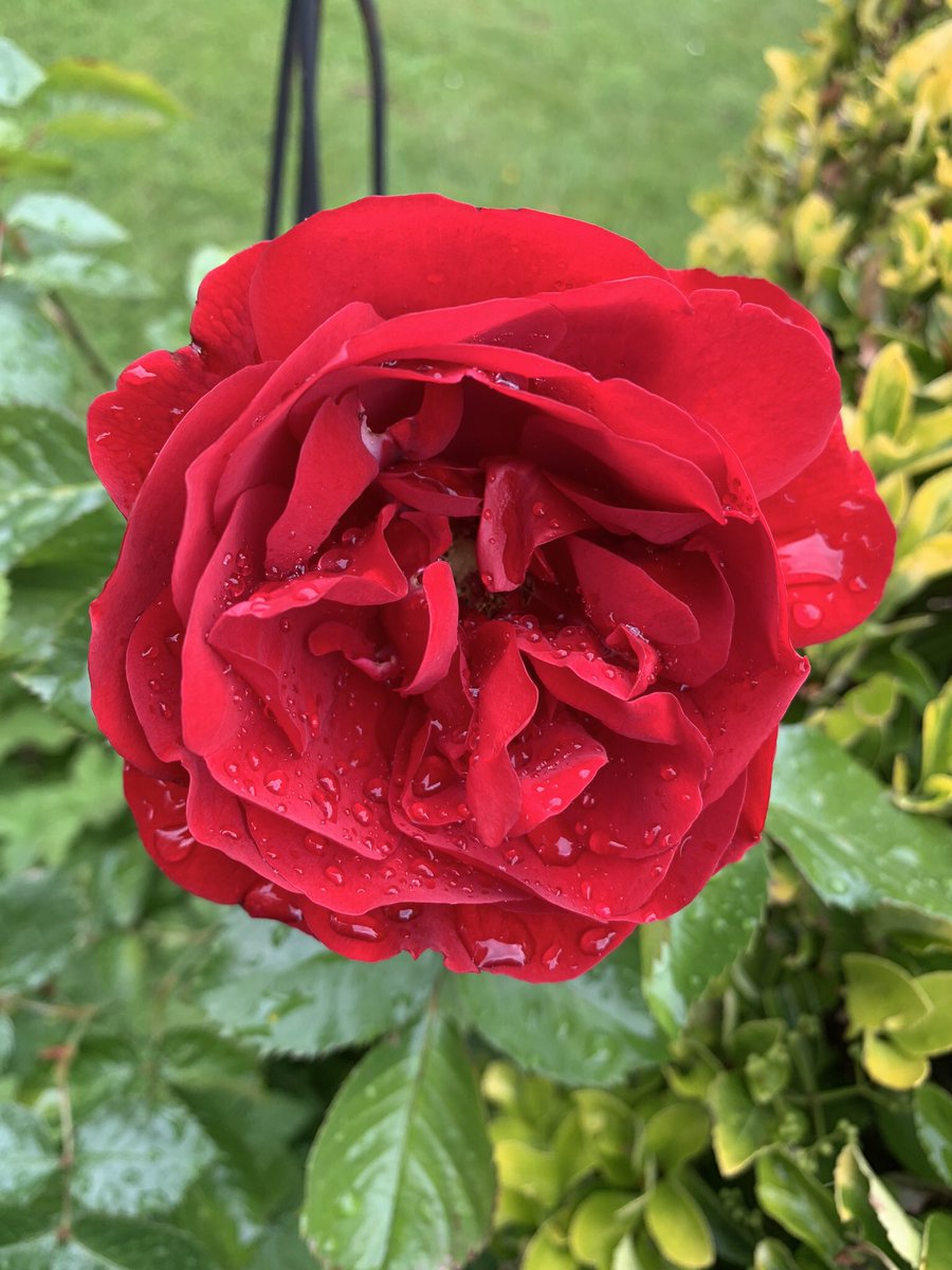 be75121834's tweet image. “The nicest thing about the rain is that it always stops. Eventually.” …… Eeyore  

 #rain #rose #Eeyore #mygarden