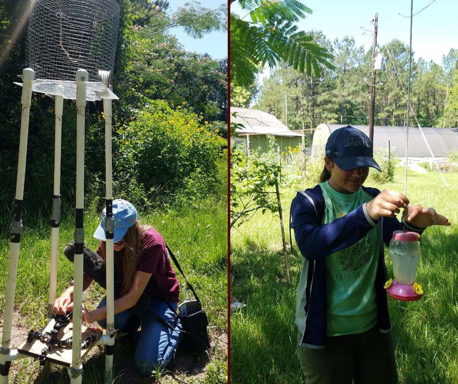 The @kedelmore lab has 4 undergrads researching hummingbird courtship dives at Sam Houston's Field Station this summer! Jen Rudolf (@jennysrudolf), Aeris Clarkson (@aerisclarkson), Marlene Trevino (@martr3vi), & Sophia Terez (@LunaArtist1) are some amazing #UndergradResearchers!