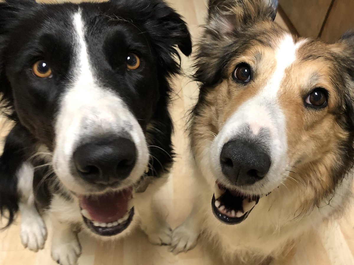 #PhotoChallenge2022June 
My best friend is Nash. He’s also my cousin. He lives across the street and he comes over every day. We always have so much fun together! 
#dogsoftwitter #BestFriendsDay #BestFriends