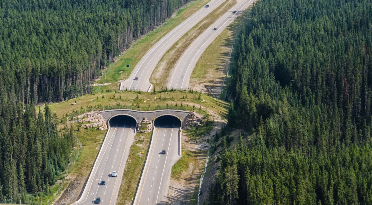 Why did the bear cross the Trans-Canada Highway? To get to the other side - safely!

Installed in 1996, wildlife crossings allow animals to reach habitats and food without having to cross a major passage of highway.

Learn more: fal.cn/3phwJ

#WildlifeWednesday