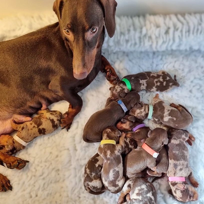 10 little pups and their sweet mama😍🐶 Cute or not??🥰
#Dachshund #Dachshunds