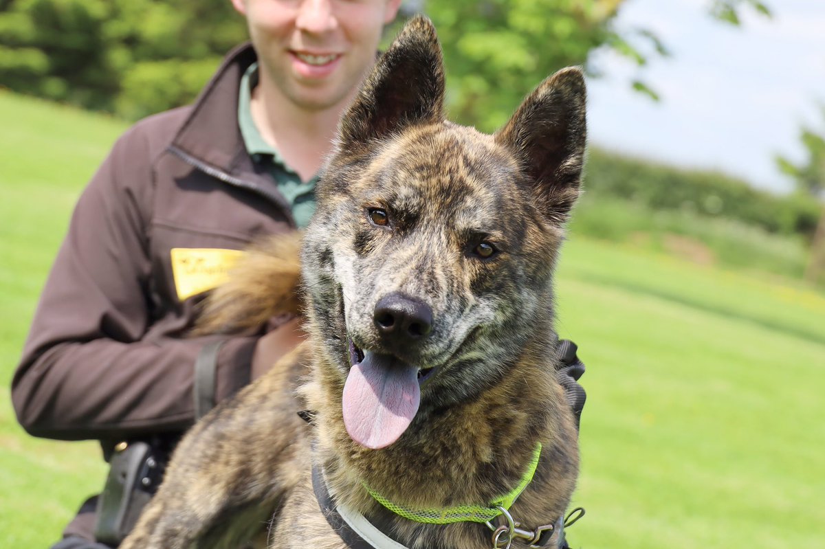 💛 MEET JUKE 💛

This stunning boy is almost 1yr old ready to find his forever home NOW! 🏡

Meet him👉 bit.ly/DTLEEDS

#Husky #DogsofTwittter #AdoptDontShop #AdoptADog #rescuedogs <a href="/DogsTrust/">Dogs Trust 💛🐶</a>