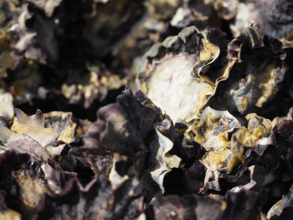rickcleong's tweet photo. Happy #WorldOceansDay!🌊#OysterReefs are kidneys to our oceans but are globally threatened. The 1st paper from my #PhDthesis in #RestEcology measured how oyster pop. density & size varied on #SydneyRockOyster reefs at multiple #spatialscales🔬🦪Read more➡️ https://t.co/LkCRs6TJQM https://t.co/DjyEQa0qTo
