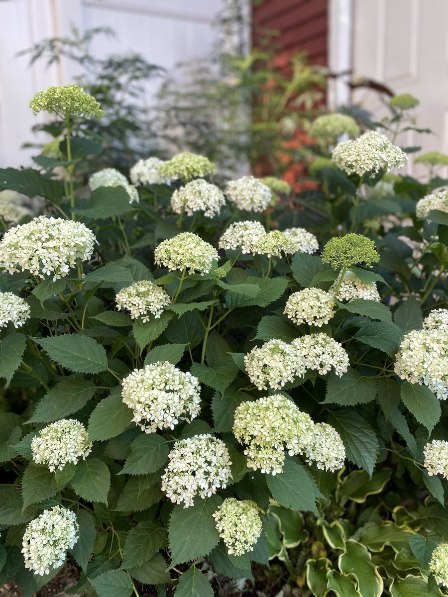 GardenObsessio's tweet photo. Invincible Limetta #hydrangea #arborescens @Proven_Winners in bloom! #zone7b #espomagrown https://t.co/uBHnTAnG2b