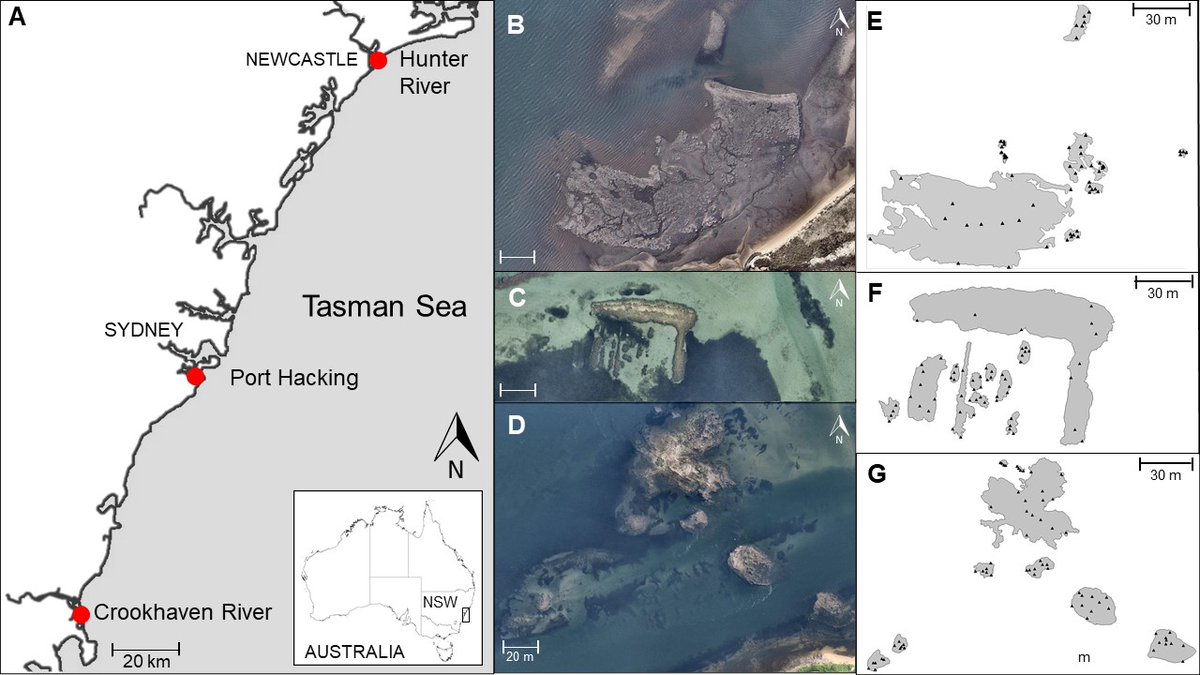 rickcleong's tweet photo. Happy #WorldOceansDay!🌊#OysterReefs are kidneys to our oceans but are globally threatened. The 1st paper from my #PhDthesis in #RestEcology measured how oyster pop. density & size varied on #SydneyRockOyster reefs at multiple #spatialscales🔬🦪Read more➡️ https://t.co/LkCRs6TJQM https://t.co/DjyEQa0qTo