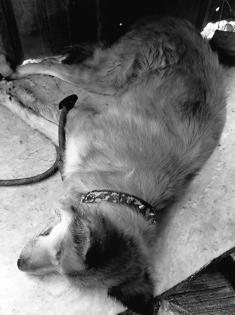 _maessyyyyy's tweet photo. My baby just died today :( I don't know what to feel. My source of happiness and my own emotional anchor left me. How can I cope up with this when you didn't teach me how to live wothout you, again :( Run free, my Maddeline ♡ https://t.co/EDu7FXKSej