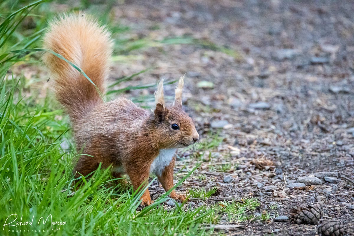 Finally photographed a Red Squirrel at Loch Leven. @RedSquirrelsNE @uknature @WildlifeSighti1