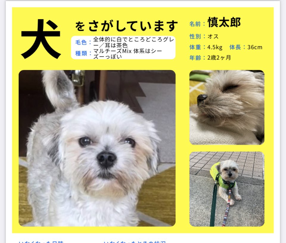 KumikoZuka's tweet photo. 迷い犬　更新
🍀ご協力お願いいたします。　

目撃情報なし

鎌ヶ谷市まで本当に移動してるのか、とにかく情報が欲しいです。
見かけても
🙅‍♂️追いかけないで、声かけず、すぐに連絡下さい。
動画や写真ありがたいです。

#慎太郎　
#千葉県　＃船橋市　#鎌ヶ谷市　#中沢　#迷子犬　#拡散希望 https://t.co/abWlxH8eou