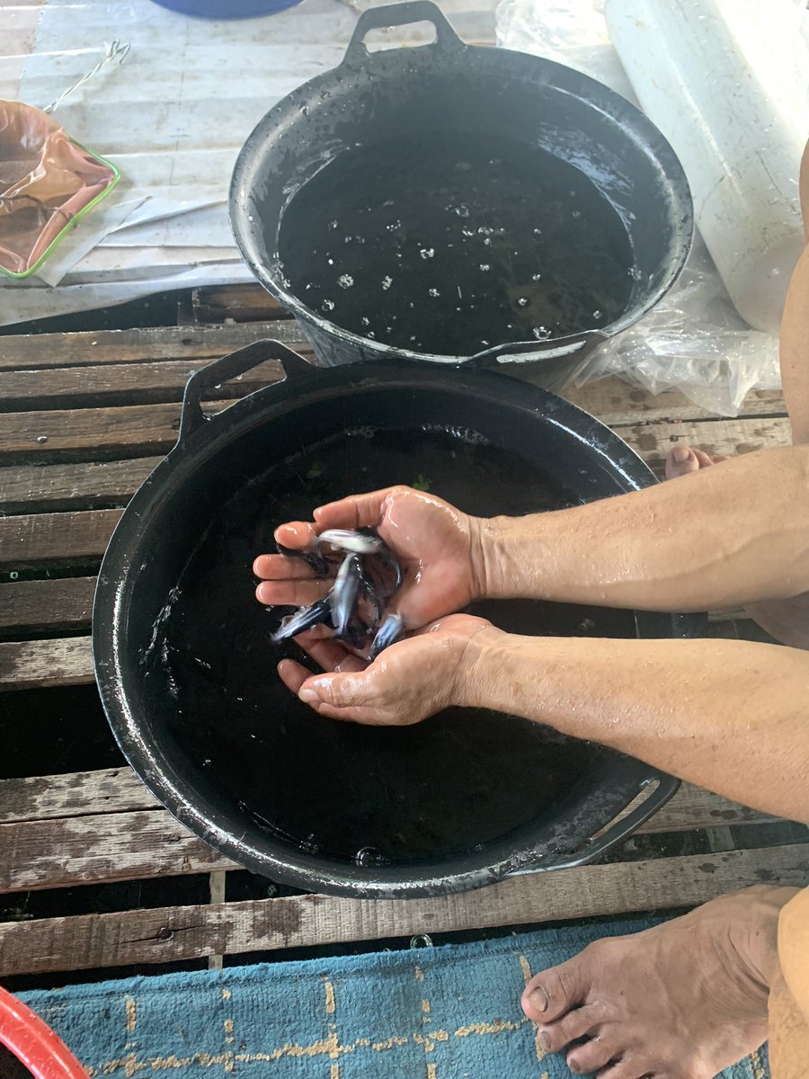 Arwinda_novitri's tweet photo. Rabu (08/6), Arwinda Novitri, PPB Kota Pekanbaru, di Pelaku Usaha an. Zeky W Pokdakan Projo Mukti Pebatuan mendampingi Panen Benih  Ikan Patin, sebanyak 5.000 ekor, Ukuran panen 3 inci, harga Rp.325/ekor #GiatLuhkanSatminkalMedan #Pekanbaru #Panen https://t.co/DALfJAsWYk
