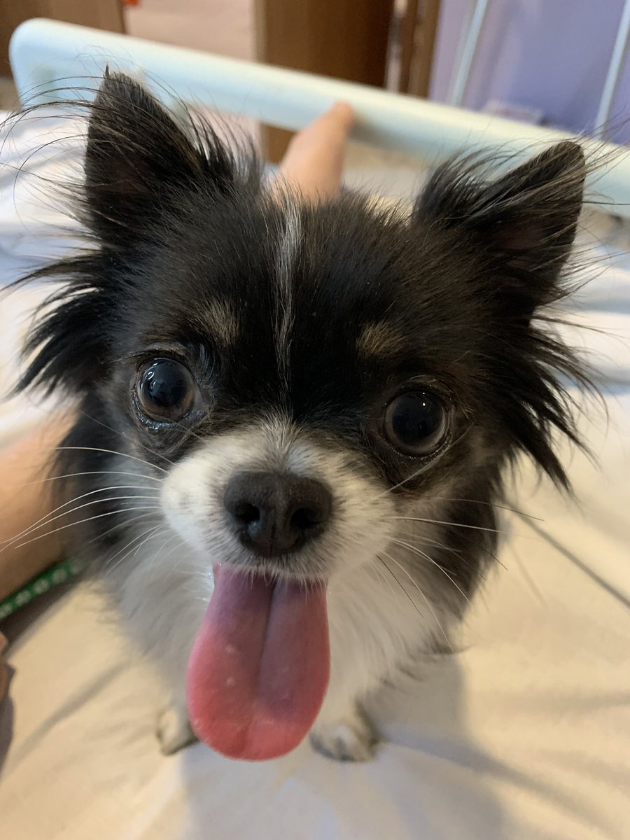 hearts_matteruk's tweet photo. When the little boy 🐶 visit’s his love of his life Rachel in hospital 🏥 he’s sooooo happy to see her &amp; snuggles in. #TherapyDog #lifechanging

Nearly 3 months since Rachels cardiac arrest😞@guidedogs @Autism @LesDennis @davidwalliams @GabyRoslin @NewcastleHosps @NHSOrganDonor https://t.co/mFtZmXy3qD