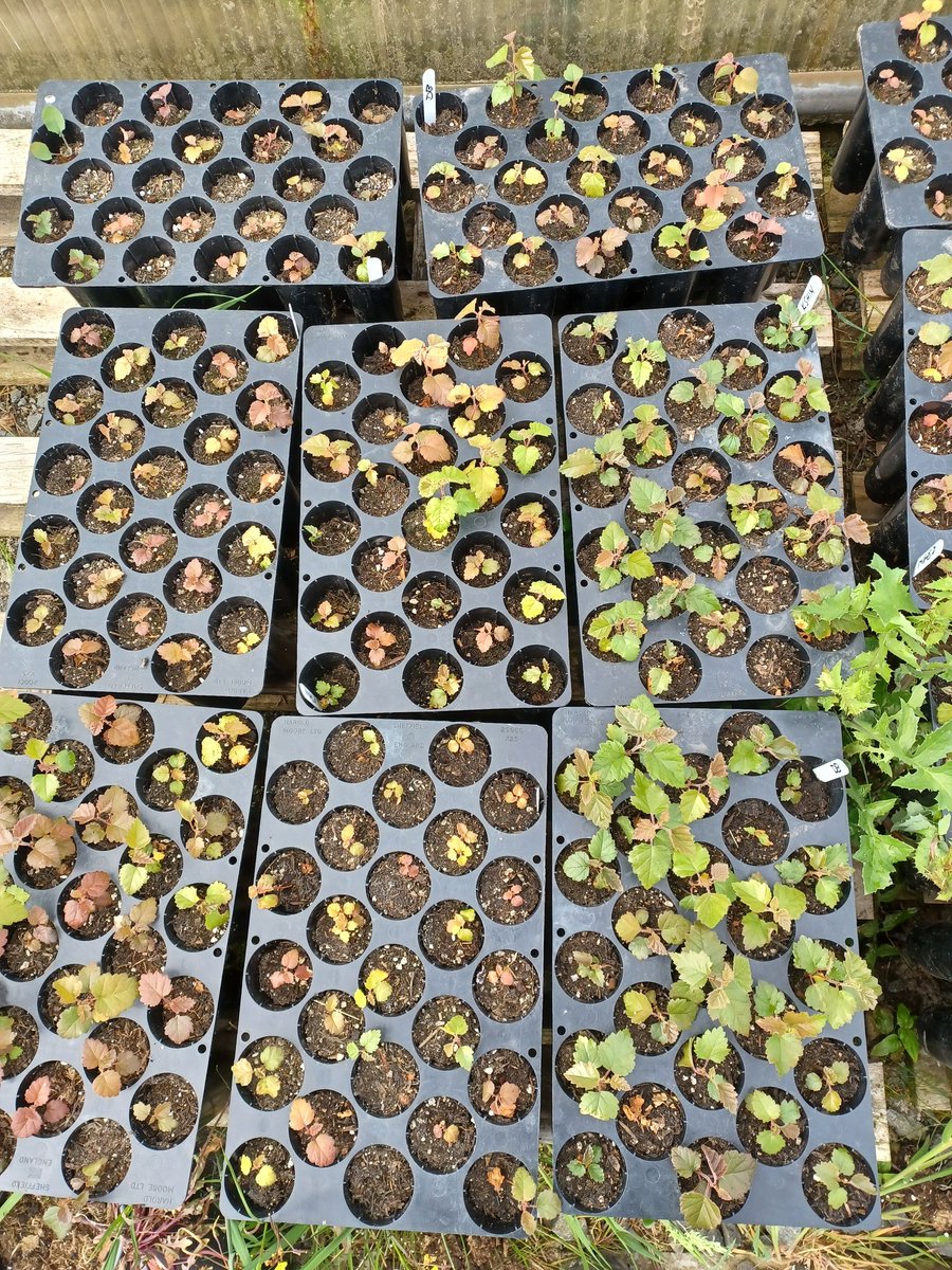 Eadha Enterprises (@eadhaaspen) on Twitter photo Its birch pricking out season. We collected seed from self sown trees on former coal sites to get the best genetics adapted for planting on opencast sites. Coalfields to Wildwoods <a href="/CoalfieldCLP/">Coalfield Communities Landscape Partnership</a> Its birch pricking out season. We collected seed from self sown trees on former coal sites to get the best genetics adapted for planting on opencast sites. Coalfields to Wildwoods <a href="/CoalfieldCLP/">Coalfield Communities Landscape Partnership</a>