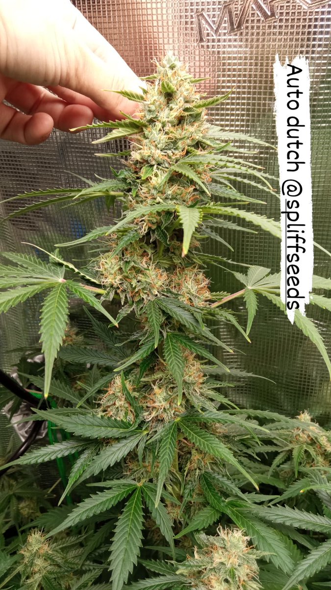 Spliff Seeds ® tweet media