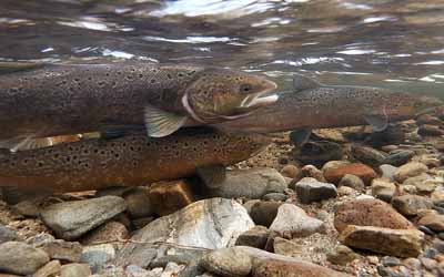 Scientists are investigating the effects of climate change on Atlantic salmon. Climate change could be having a significant impact on migration – from their natal freshwaters, their time feeding and growing in the Atlantic and return to rivers to spawn. fms.scot/7-june-2022-st…