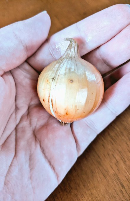 庭で取れたクソ小さい玉ねぎです… 