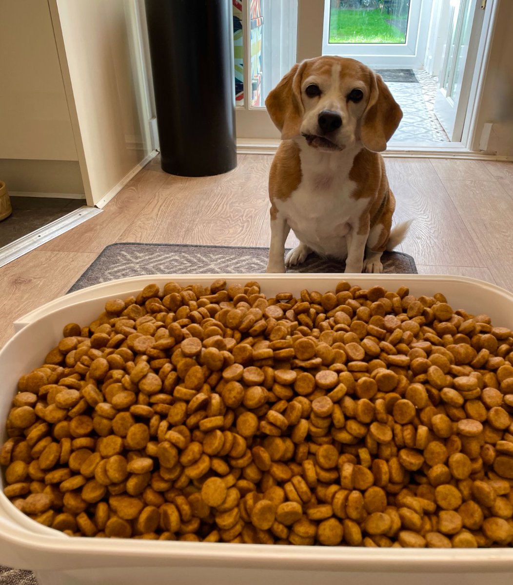 TheBarmyBeagle's tweet image. Yes. Yes, I think I can manage just fine with that amount... 🤤 

If I need to throw up, I promise to clean that up too 🥴 

#beagleproblems