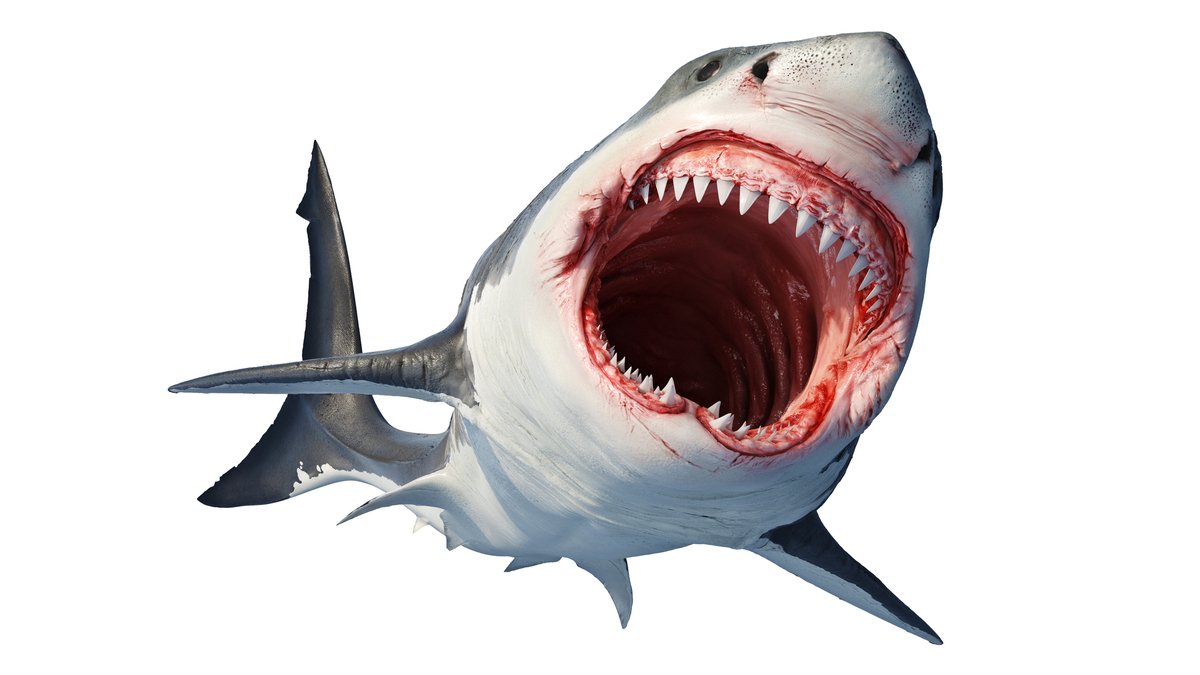 NatGeoEsp's tweet photo. El gran tiburón blanco (Carcharodon carcharias) es uno de los animales más temidos que existen, pero esa es una fama inmerecida y queremos explicaros por qué en este #HiloNatGeo, con motivo del #DiaMundialDeLosOceanos. https://t.co/PWC90UCvjX