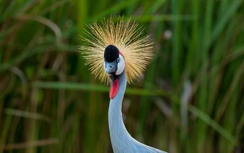NshutiAlpha's tweet photo. #umusambivillage Please join us on this Saturday to watch these beautiful birds @RDBrwanda @TourismPHL @tourismgoi @visitrwanda_now @TourismAus @TourismGoa @bird https://t.co/Co76dny4nQ
