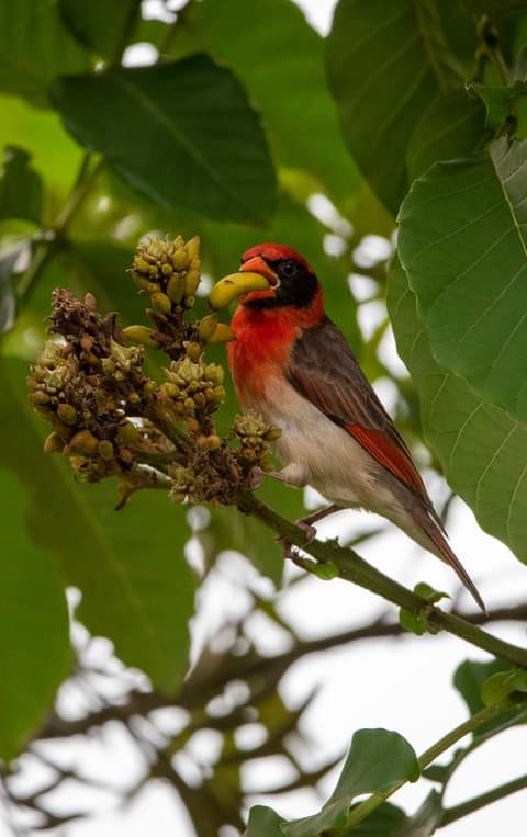 NshutiAlpha's tweet photo. #umusambivillage Please join us on this Saturday to watch these beautiful birds @RDBrwanda @TourismPHL @tourismgoi @visitrwanda_now @TourismAus @TourismGoa @bird https://t.co/Co76dny4nQ