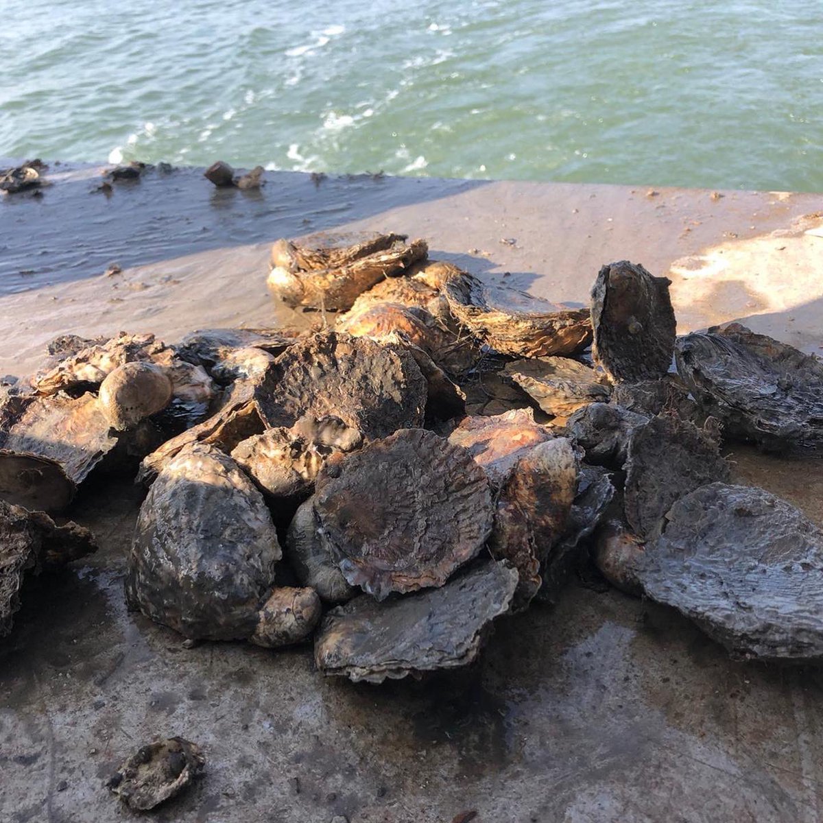 Happy #WorldOceansDay from ENORI! #NativeOysters are an important part of marine ecosystems, so helping to restore Native Oysters helps the oceans!