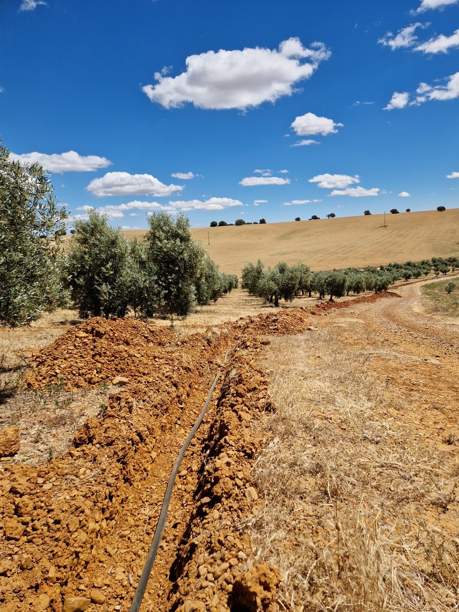 La_Pontezuela's tweet photo. Comienzan los trabajos de mejora en el olivar de #FincaLaPontezuela 🌳 con la instalación de riego subterráneo ¿Quieres saber más sobre el fascinante mundo del #olivo? ¡Visítanos!😊

#5Elementos #AOVE #Naturaleza #olivar #MontesdeToledo #AceiteVirgenExtra https://t.co/UbY7axOOgo