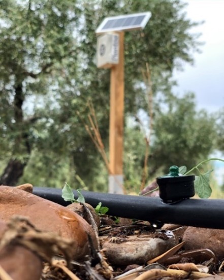 La_Pontezuela's tweet photo. Comienzan los trabajos de mejora en el olivar de #FincaLaPontezuela 🌳 con la instalación de riego subterráneo ¿Quieres saber más sobre el fascinante mundo del #olivo? ¡Visítanos!😊

#5Elementos #AOVE #Naturaleza #olivar #MontesdeToledo #AceiteVirgenExtra https://t.co/UbY7axOOgo