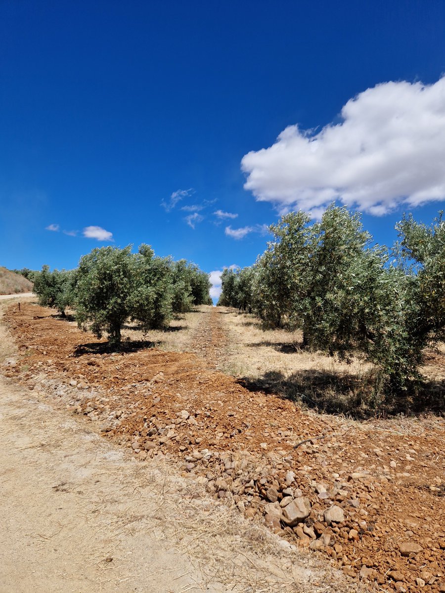 La_Pontezuela's tweet photo. Comienzan los trabajos de mejora en el olivar de #FincaLaPontezuela 🌳 con la instalación de riego subterráneo ¿Quieres saber más sobre el fascinante mundo del #olivo? ¡Visítanos!😊

#5Elementos #AOVE #Naturaleza #olivar #MontesdeToledo #AceiteVirgenExtra https://t.co/UbY7axOOgo