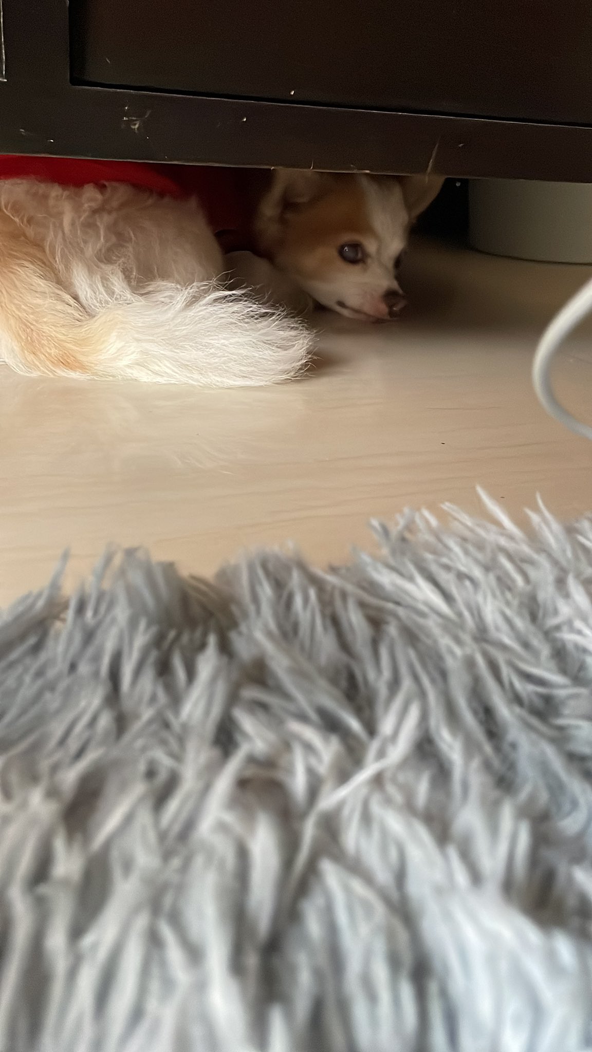 wnnnn (bobbingun) / Twitter