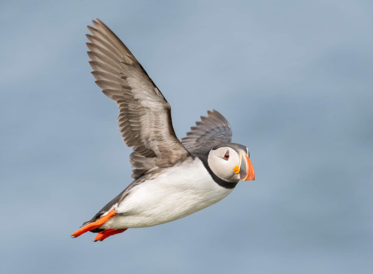 Naturalist_Sam's tweet photo. A selection of flying Puffins from the Isle of May https://t.co/tmcstSpzgW