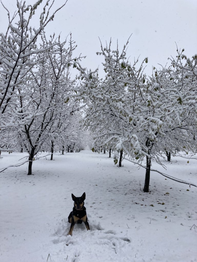 hwhazelnuts's tweet photo. Nice drop of snow to commence winter season. https://t.co/WjikkLw4h0
