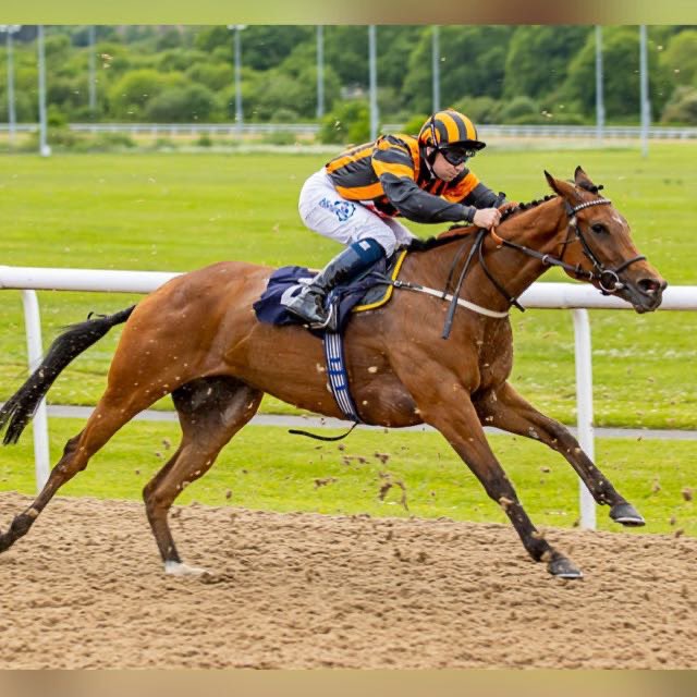 RacingMaximum's tweet image. 🏇 08/06/2022 🏇

Horse: Shahnaz
Trainer: @GemmaTutty 
Jockey: @samjock22 
Time: 18:50 at @HamiltonParkRC 
 
 Good luck to connections.
#ownaracehorse #racehorseownership #racehorseowners