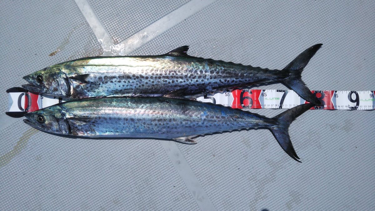 めちゃ楽しかったわ😁