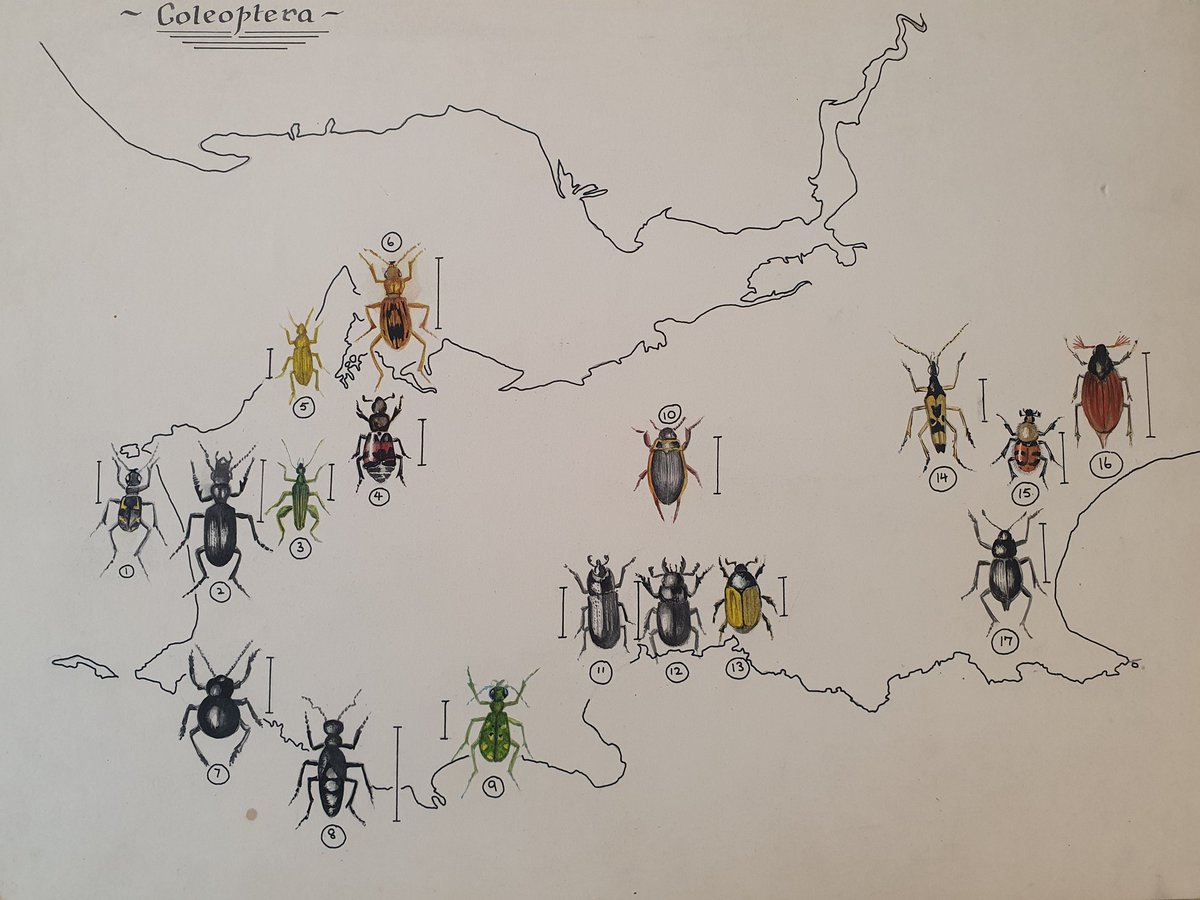 #Coleoptera pop quiz! This glorious hand drawn map was found in the <a href="/ZoologySwansea/">SwanseaZoology</a> museum, anyone that gets them all can have an average quality print copy! #gower