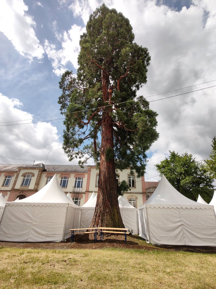 Contraste dans la Cour du Lycée 😜🌲
#MG22LIVE
