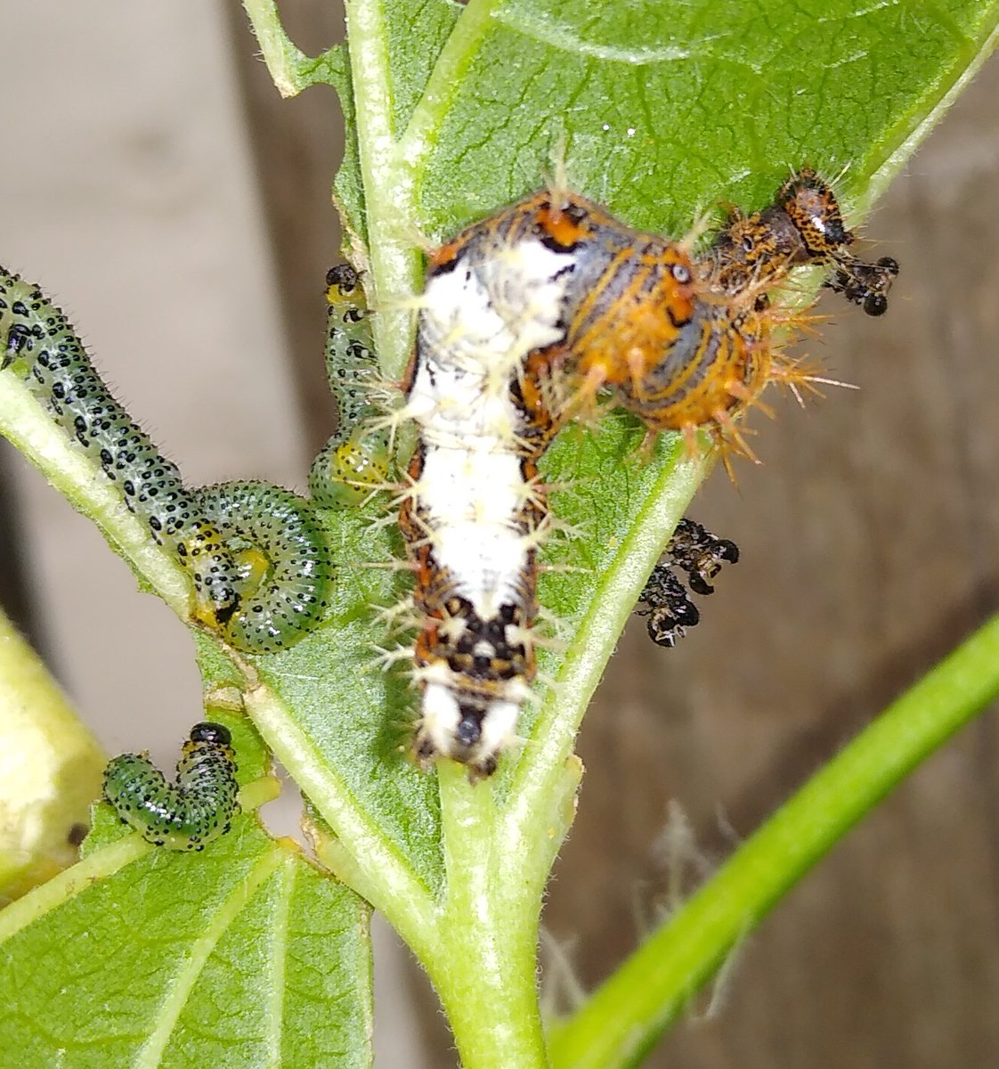 #Caterpillar #Butterflies #MothsMatter 

Ok Twitter, the sawflies I know about (and don't I just!)

But what about these other impressive caterpillars?

Anyone able to help out with identification?