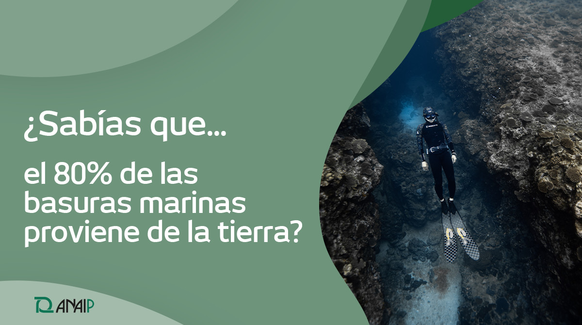 ANAIP_es's tweet image. En el #DíaMundiadelosOcéanos🌊 queremos incidir en la importancia de gestionar los residuos en tierra para que estos no lleguen al mar. ♻️

Por eso #ANAIP y @PlasticsEuropES promovemos el #ProgramaOCS para evitar las fugas involuntarias de granza. 
👉🏼 bit.ly/3PmPDUS