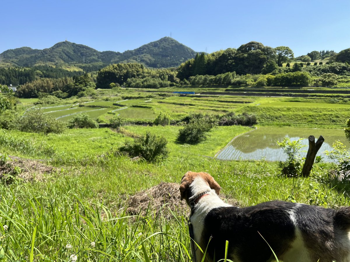 Erikolurvxxx's tweet photo. Afternoon walkies🐾
#dog
#beagle #beaglelove
#walkies #timeforwalkies https://t.co/tdyEp1upSN