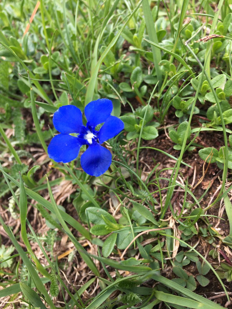 Get Creative tweet media