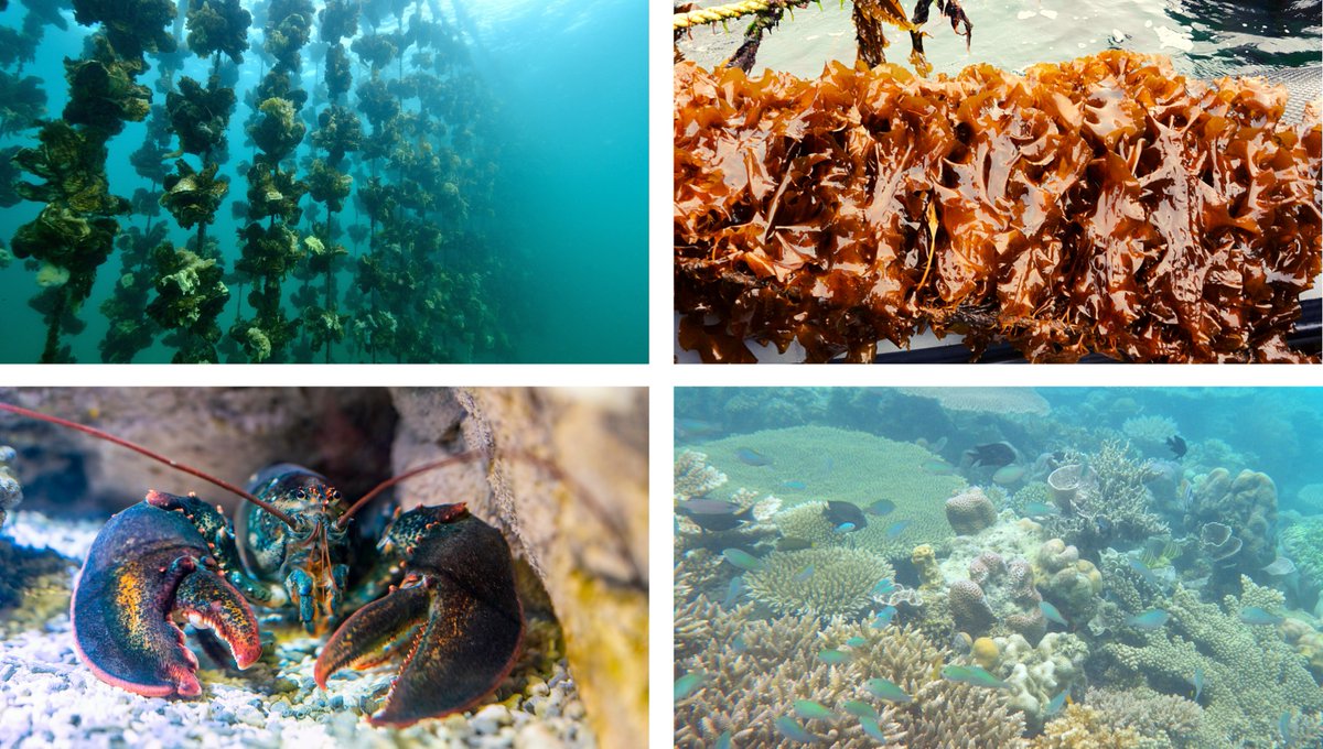Join us on #WorldOceanDay in celebrating some of our national and international work to protect this vital resource. Covering over 70% of the planet, the Ocean produces &gt;50% of Earth's oxygen and is home to most of earth’s biodiversity
See our newsletter👉bit.ly/3MtK1p1