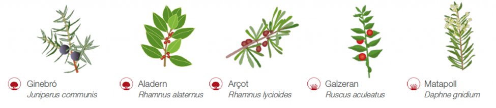 Fixeu-vos bé en aquestes espècies #forestals 🌿 Són exemples dels arbustos i matollars que cal mantenir a les franges perimetrals de #bosc per evitar la propagació dels #incendis forestals, ja que són poc inflamables 🔥