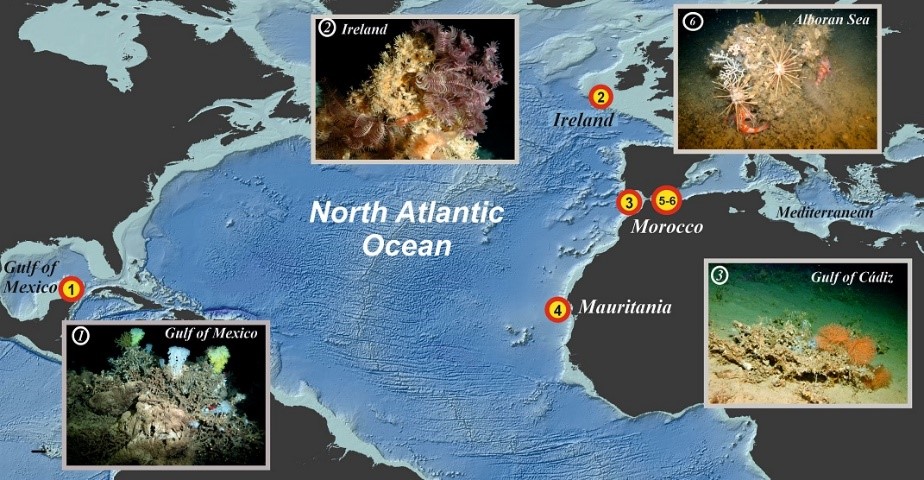 iAtlanticEU (@iatlanticeu) on Twitter photo It is positive to read on #WorldOceanDay2022 that #coldwater #corals have a chance to adapt to future #climate #change if high-quality food is available: doi.org/10.1371/journa… Learn more about this <a href="/iAtlanticEU/">iAtlanticEU</a> research in our upcoming newsletter! It is positive to read on #WorldOceanDay2022 that #coldwater #corals have a chance to adapt to future #climate #change if high-quality food is available: doi.org/10.1371/journa… Learn more about this <a href="/iAtlanticEU/">iAtlanticEU</a> research in our upcoming newsletter!