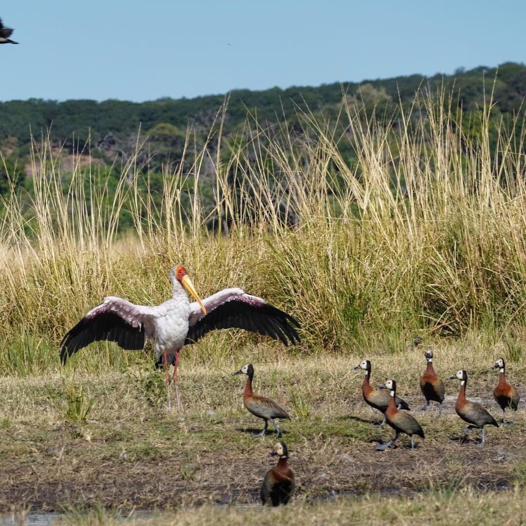 ZQCollection's tweet image. While the Chobe River is renowned for its exceptional elephant sightings, the birding along the river's edge is equally impressive. Avid bird watchers can spend hours in fascination on a birdwatching safari. 

#travel #choberiver #safari #africa #ichingochoberiverlodge