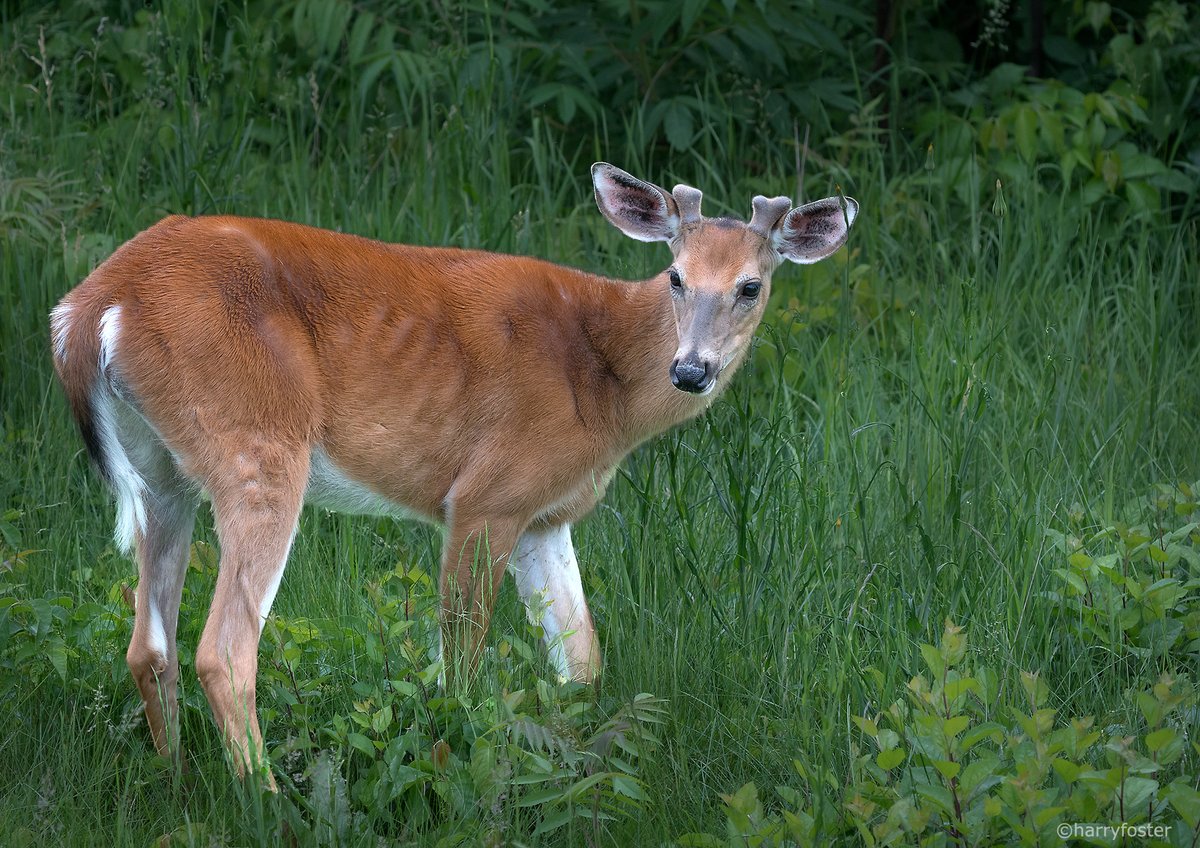 I had to post this lovely shot of a young buck #deer from yesterday. I just looked out the window and saw it nibbling the grass and wildflowers, not 40ft from the deck door I carefully opened, to get a couple of shots.  Such a beautiful animal. Nature rules! #NaturePhotography
