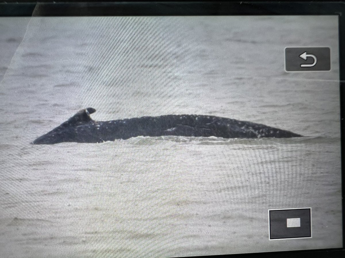Marcel Klootwijk (@vogelsinbeeld) on Twitter photo Supergaaf om de #Bultrug te zien voor de kust van Nieuwvliet bij strandtent De Boekanier!! <a href="/Zoogdierverenig/">Zoogdiervereniging</a> Supergaaf om de #Bultrug te zien voor de kust van Nieuwvliet bij strandtent De Boekanier!! <a href="/Zoogdierverenig/">Zoogdiervereniging</a>