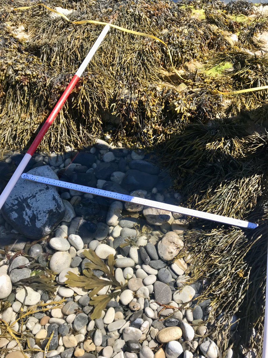 Last week some of our education team visited Penmon Point in Anglesey! This shoreline is the perfect environment for rocky shore analysis and is host to a wide array of different species 🦀🐚 #fieldstudiescouncil #fieldwork #biology #geography