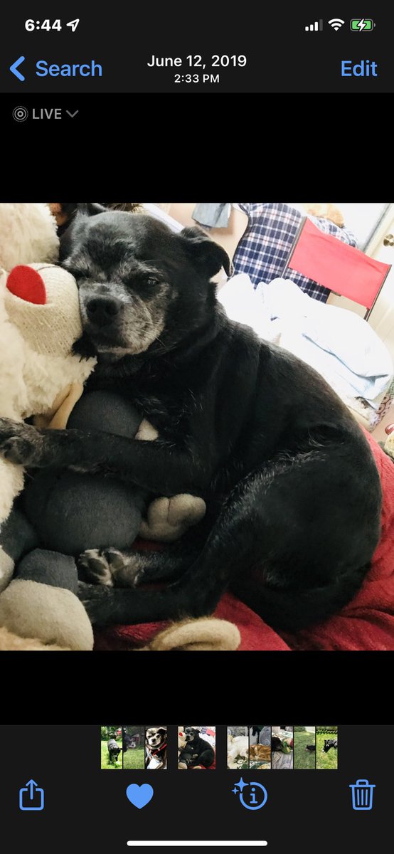 June 2019. I’m such a handsome fella! 🐶❤️                #ThrowbackThursday          #dogsoftwitter                    #SeniorPup